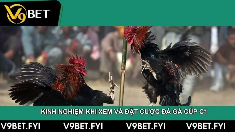 Dựa vào một số mẹo sau đây để đặt cược đá gà cho hợp lý